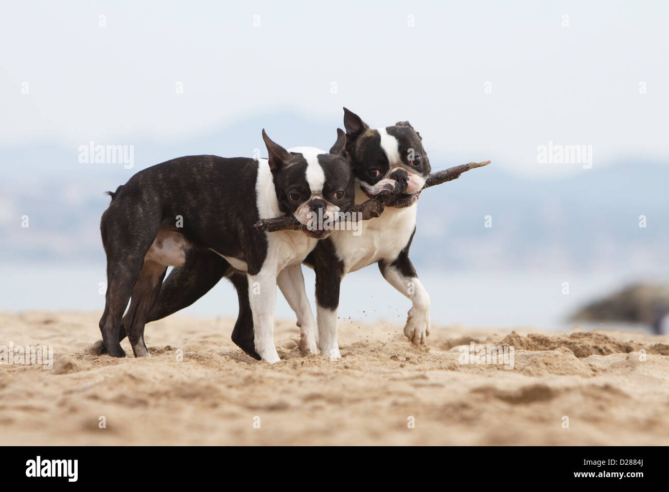 Hund Boston Terrier zwei Erwachsene (weiß und gestromt) gehen mit einem