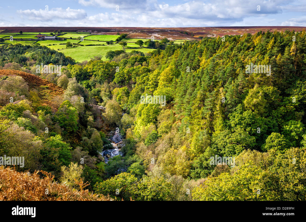 West-Beck, umgeben von Wäldern, an einem schönen Tag im Herbst in der Mitte die North York Moors in Goathland, Yorkshire, Großbritannien. Stockfoto