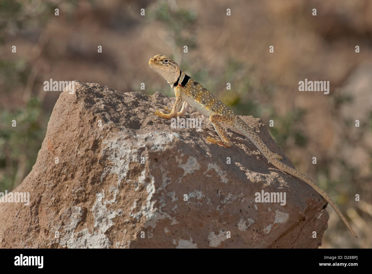 USA, California, Redding Canyon. Nahaufnahme des männlichen Great Basin collared Eidechse auf Felsen. Kredit als: Dave Welling / Jaynes Galerie Stockfoto USA, California, Redding Canyon. Nahaufnahme des männlichen Great Basin collared Eidechse auf Felsen. Kredit als: Dave Welling / Jaynes Galerie Stockfoto