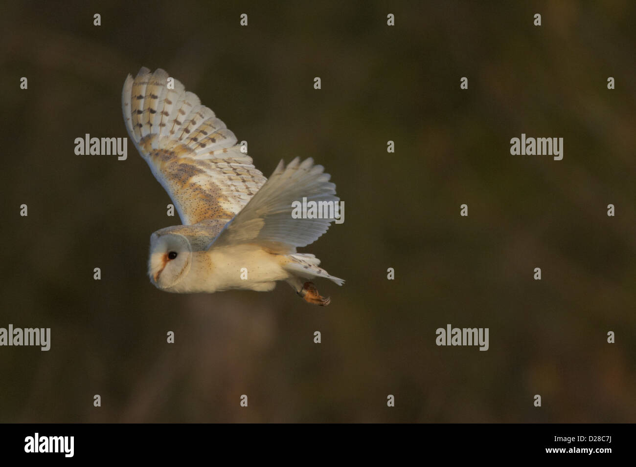 Schleiereule im Flug Stockfoto