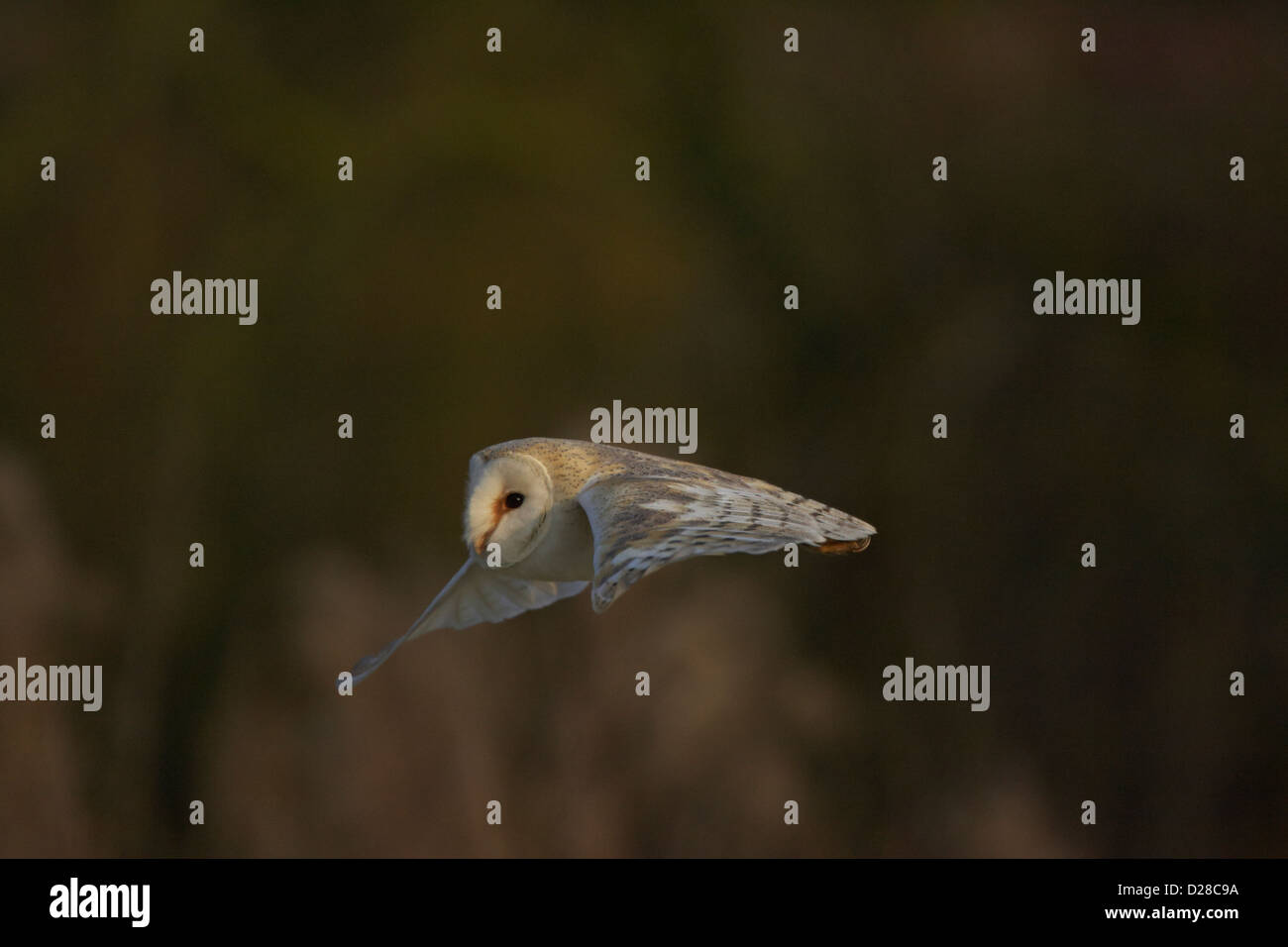 Schleiereule im Flug Stockfoto