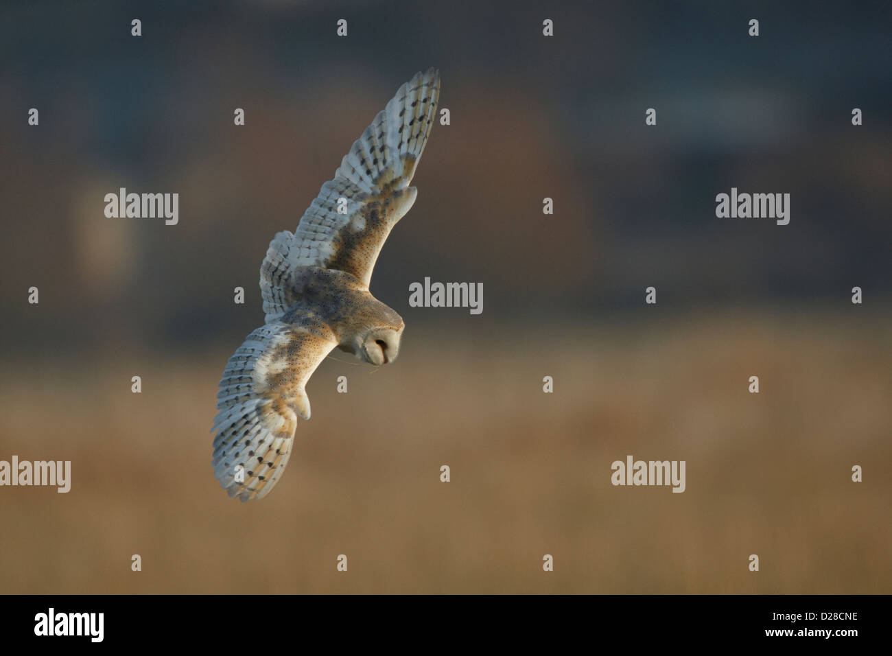 Schleiereule im Flug Stockfoto