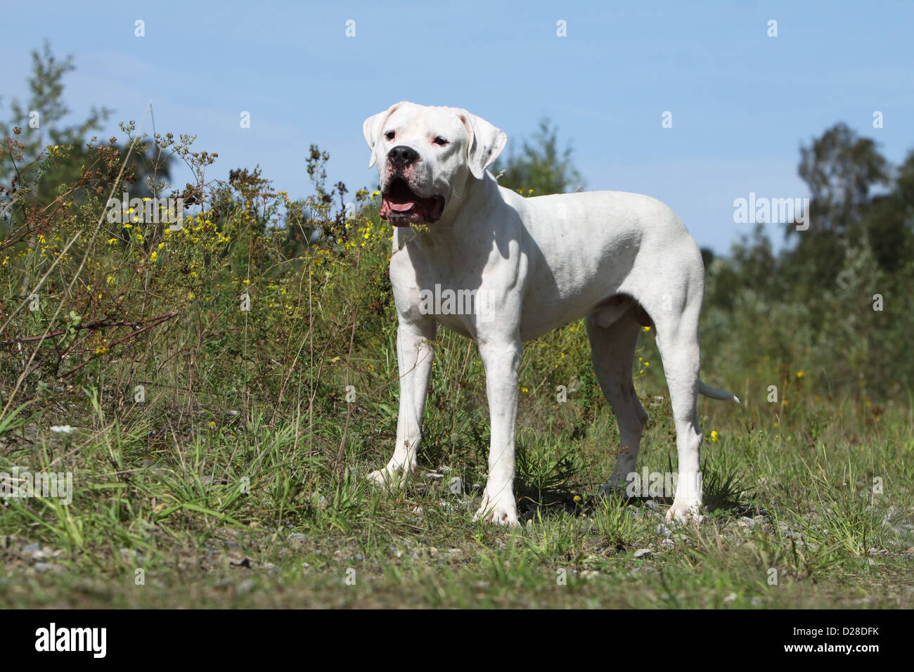 Dogo Argentino Hund / Dogue Argentin (natürlichen Ohren) Erwachsenen stehen auf einer Wiese Stockfoto
