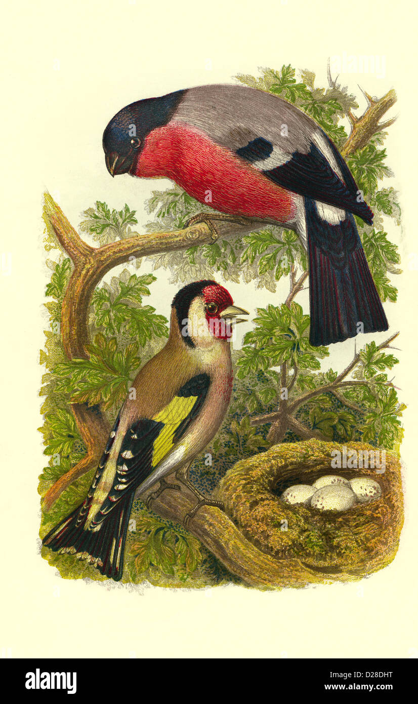 Bullfinch / Goldfinch hochauflösende verbesserte Scan von antiquarischen viktorianischen Farbteller aus dem 1860er Jahre Cassell's Book of Birds 'Bullfinch / Goldfinch’ Stockfoto