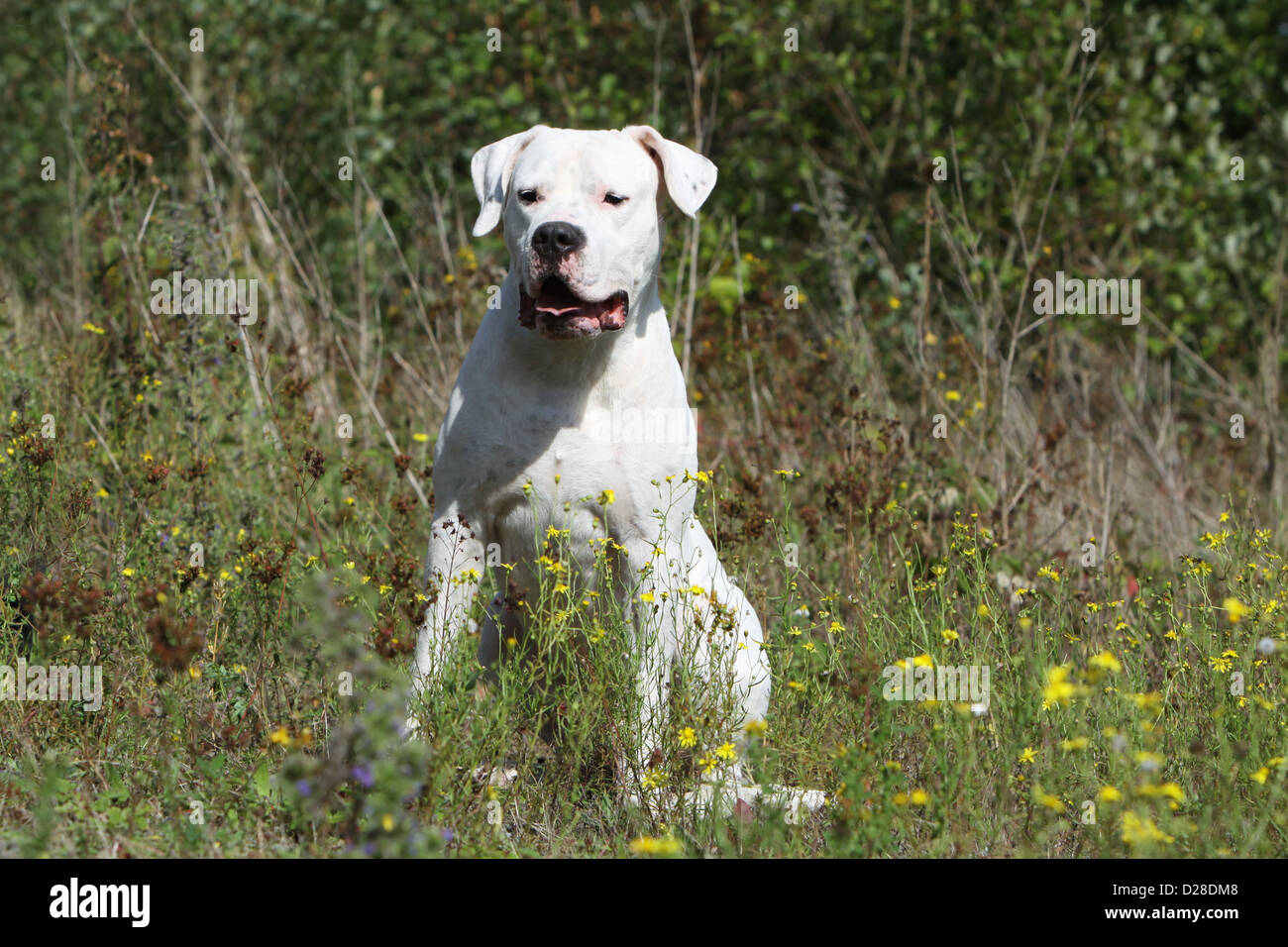 Dogo Argentino Hund / Dogue Argentin (natürlichen Ohren) Erwachsenen sitzen auf einer Wiese Stockfoto