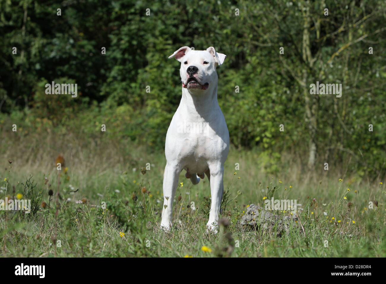 Dogo Argentino Hund / Dogue Argentin (natürlichen Ohren) Erwachsenen stehen auf einer Wiese Stockfoto