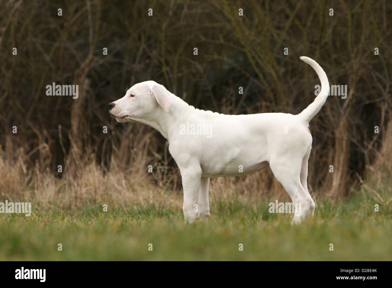 Dogo Argentino Hund / Dogue Argentin (natürlichen Ohren) Welpe stehend