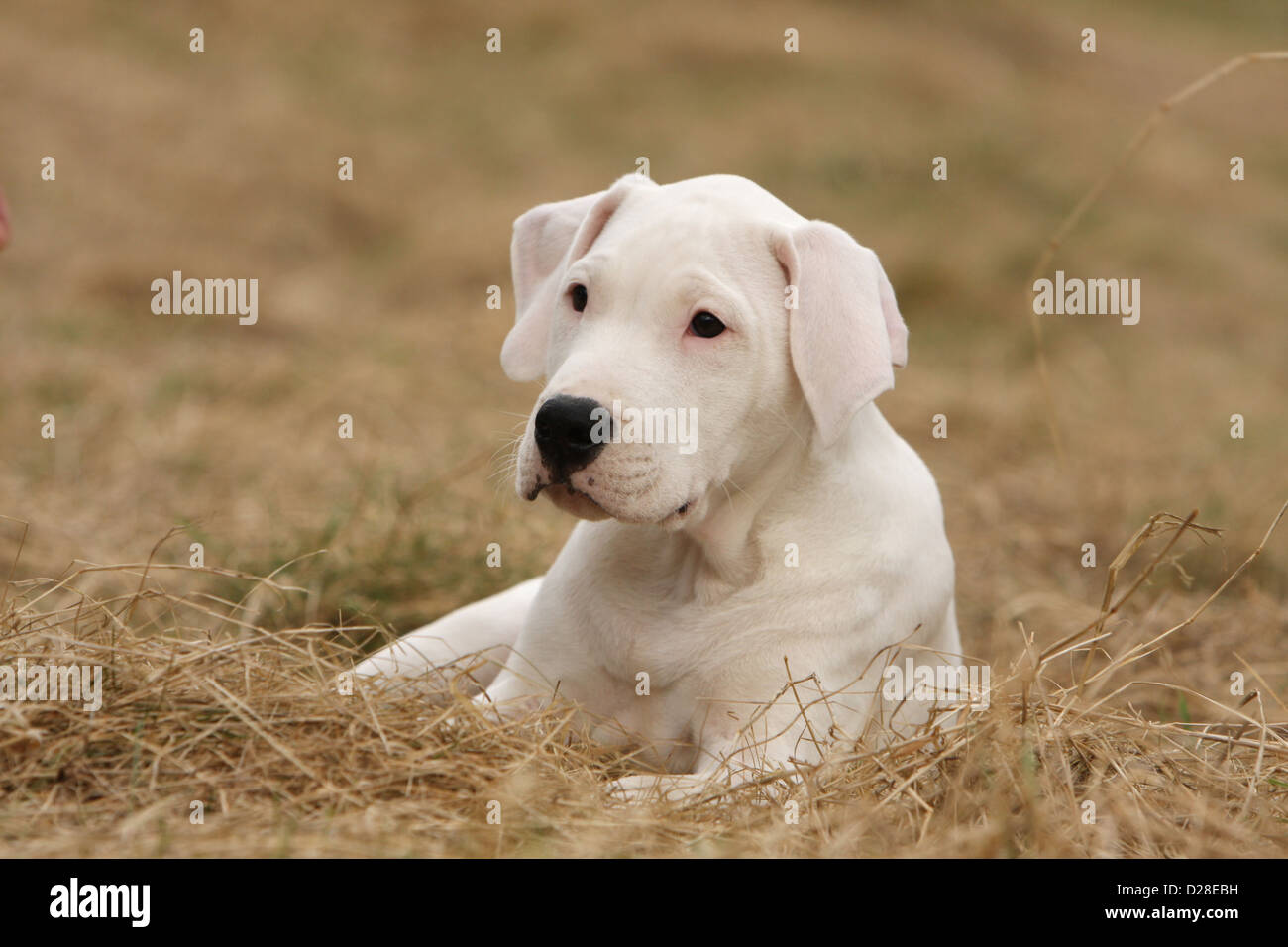 Dogo Argentino Hund / Dogue Argentin (natürlichen Ohren) Welpe liegend im Stroh Stockfoto