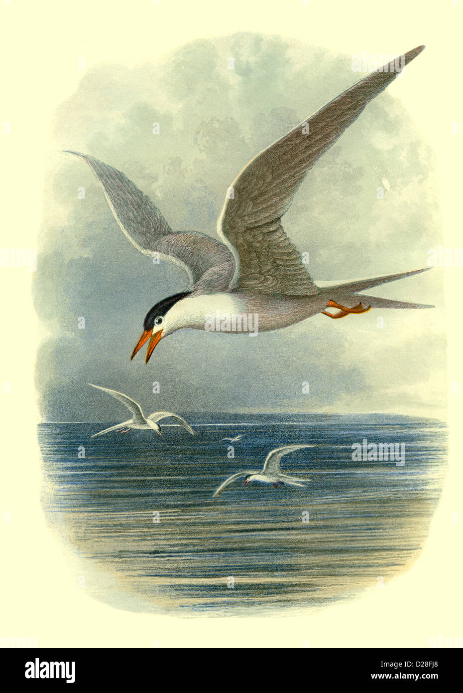 'Common Tern'-MÖWE hochauflösende, verbesserte Scans von antiquarischen viktorianischen Elementen Farbteller aus dem Vogelbuch von Cassell aus den 1860er Jahren „Gemeine Seeschwalbe“ Stockfoto