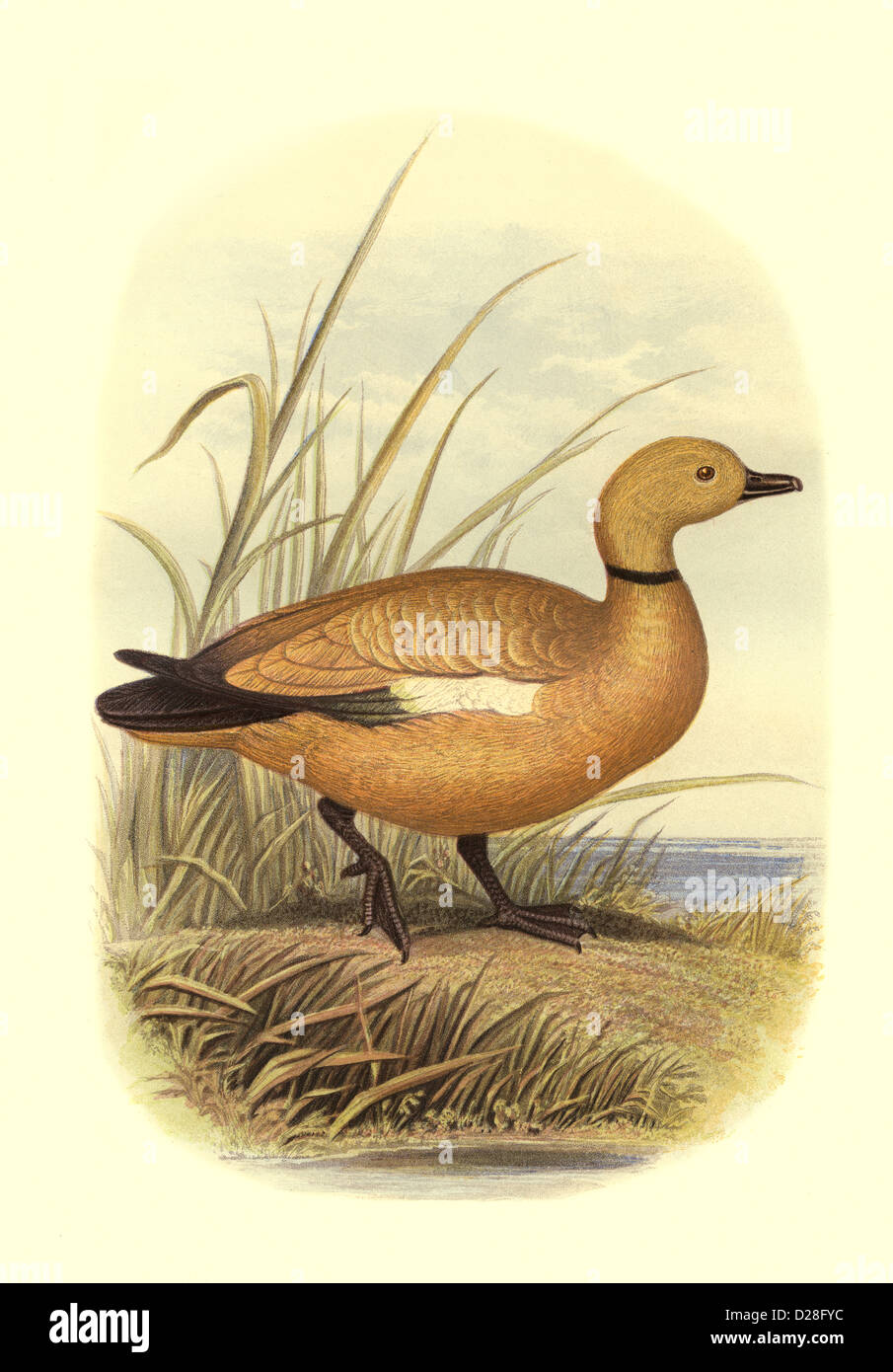 'Ruddy Shelduck' Duck hochauflösende, verbesserte Scans von viktorianischen Antiquitäten Farbteller aus dem Vogelbuch von Cassell aus den 1860er Jahren „Ruddy Shelduck“ Stockfoto