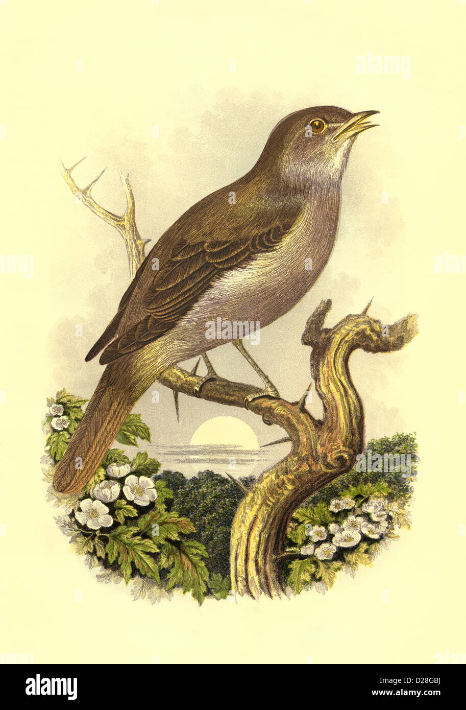 Nightingale Bird hochauflösender Scan antiquarischer viktorianischer Farben Teller aus dem Vogelbuch von Cassell aus dem Jahr 1860 ''Nightingale'' Stockfoto