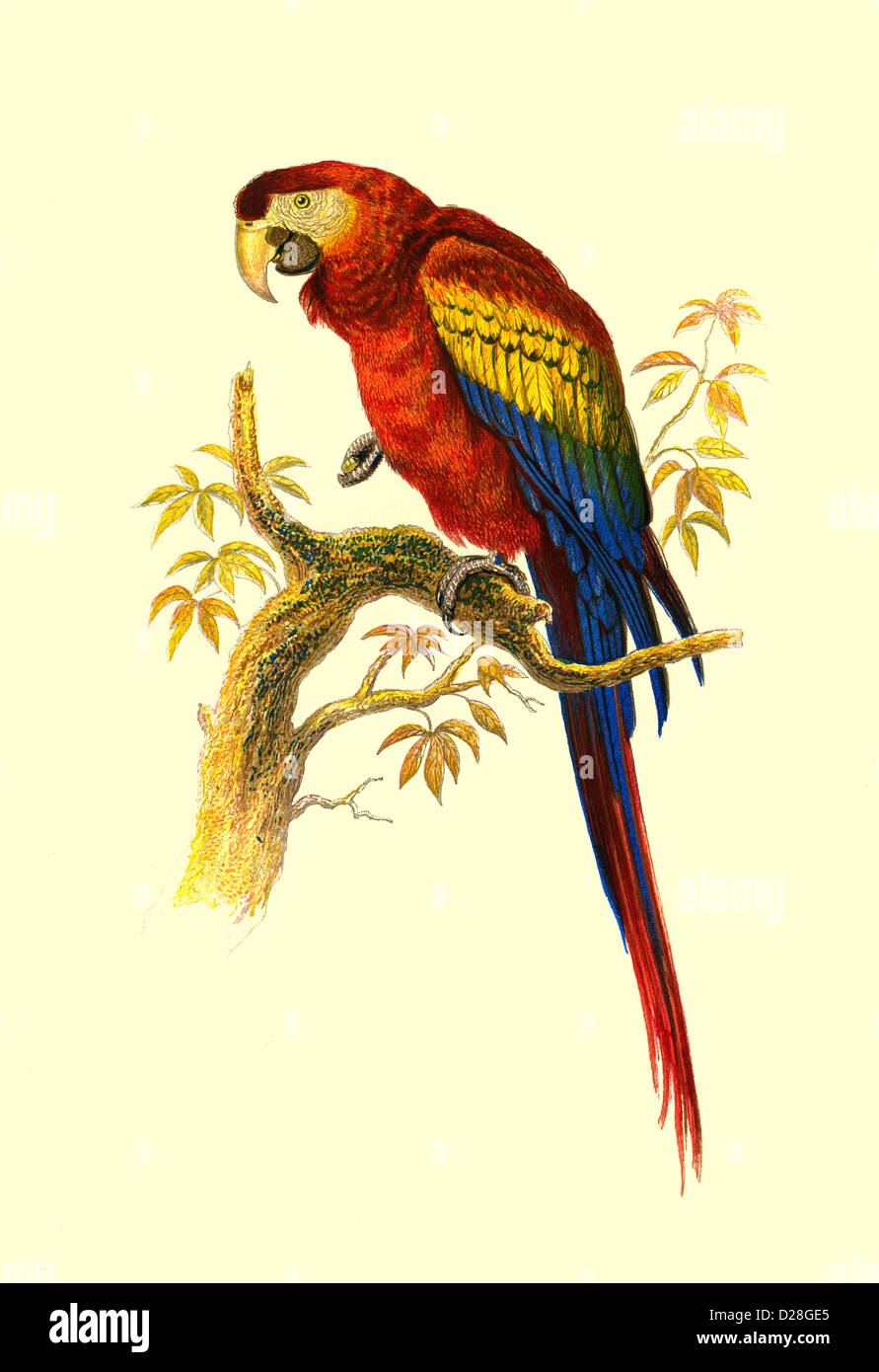 Der scharlachrote Ara' PAPAGEI hochauflösende, verbesserte Illustration von Antiquarian Victorian Lithograph 1860's Cassell's Book of Birds „der scharlachrote Ara“ Stockfoto