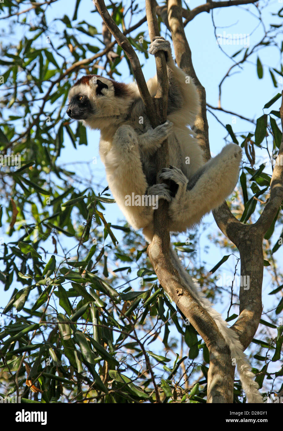 Verreaux Sifaka, Propithecus Verreauxi, Indriidae, Primaten. Vohibasia-Nationalpark Zombitse, Madagaskar. Stockfoto