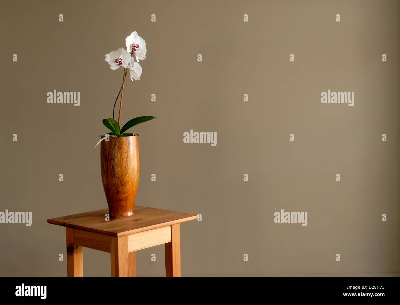 Eine weiße Orchidee gegen eine braune Wand in einem Yogastudio fotografiert. Stockfoto