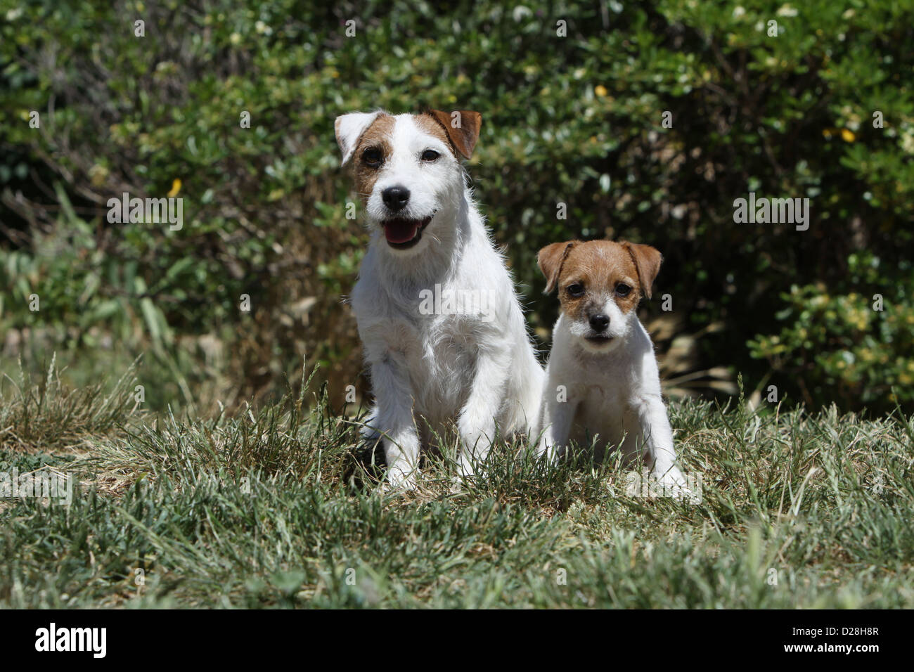 Parson Russell Terrier Erwachsenen Hund und Welpen sitzen in einem Garten Stockfoto