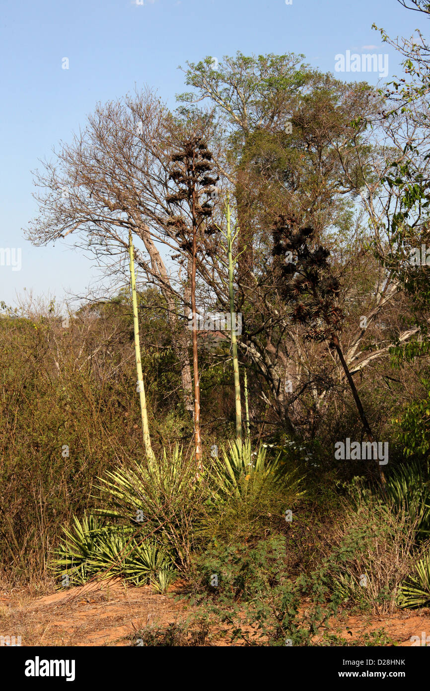 Sisal Pflanzen, Agave Sisalana, Agavaceae. Zombitse Vohibasia Nationalpark, zwischen Ranohira und Toliara, Madagaskar, Afrika. Stockfoto