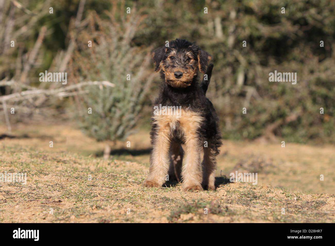 Airedale Terrier Hund / Waterside Terrier zwei Welpen stehen Stockfoto