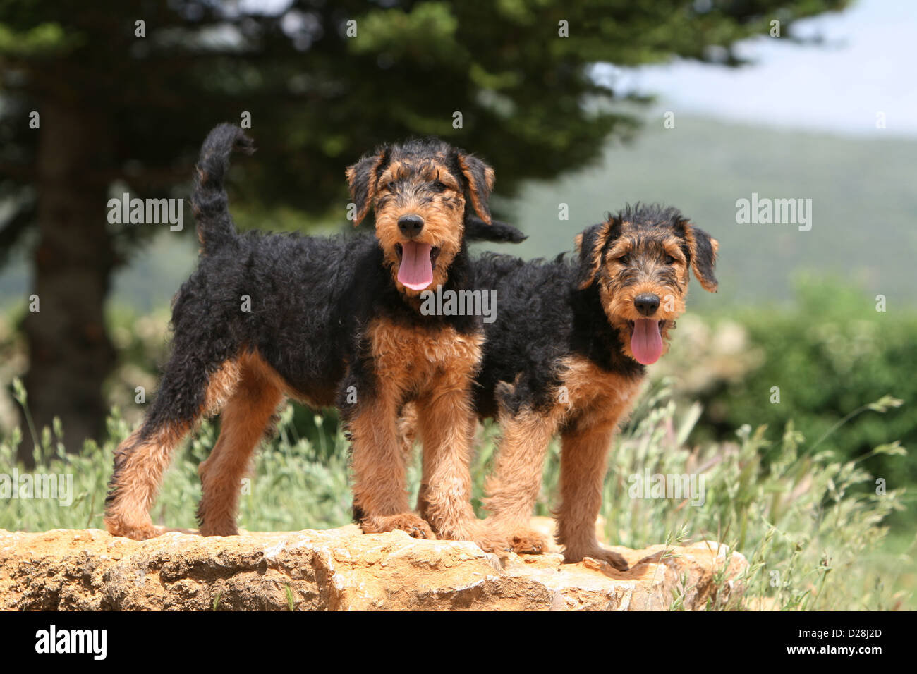 Airedale Terrier Hund / Waterside Terrier zwei Welpen auf einem Felsen steht Stockfoto