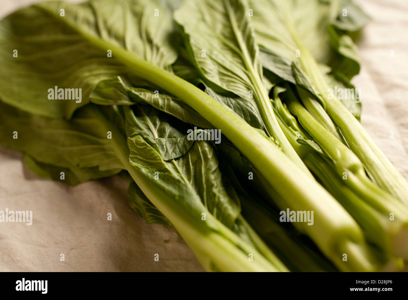 Frische Yu Choy, ein typisch chinesisches grünes Gemüse Stockfoto
