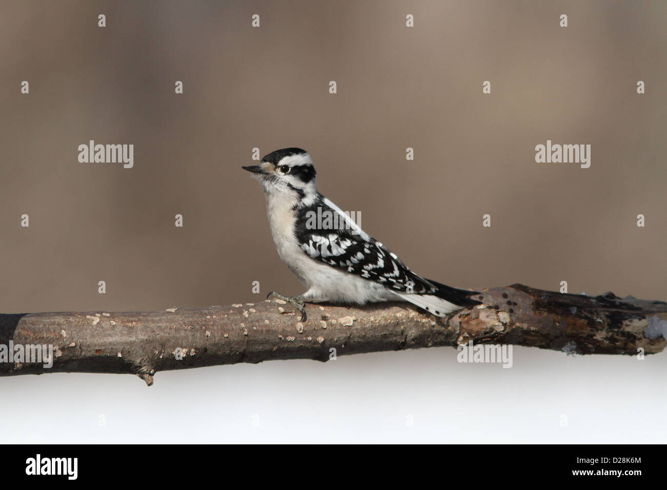 Eine weibliche Dunenspecht (Picoides Pubescens) im winter Stockfoto