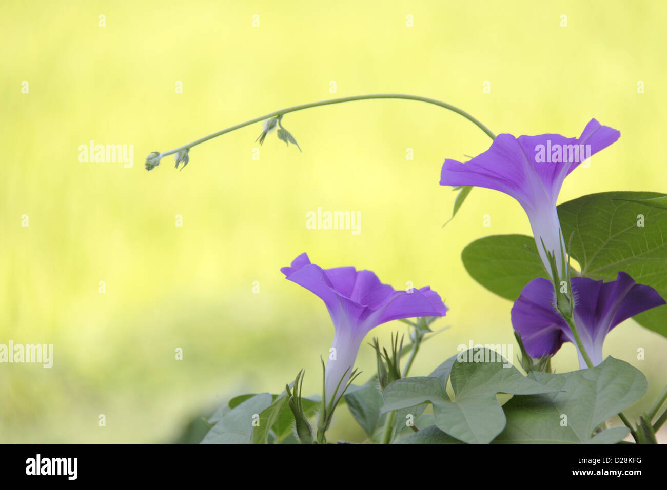 Morning Glory-Blumen Stockfoto