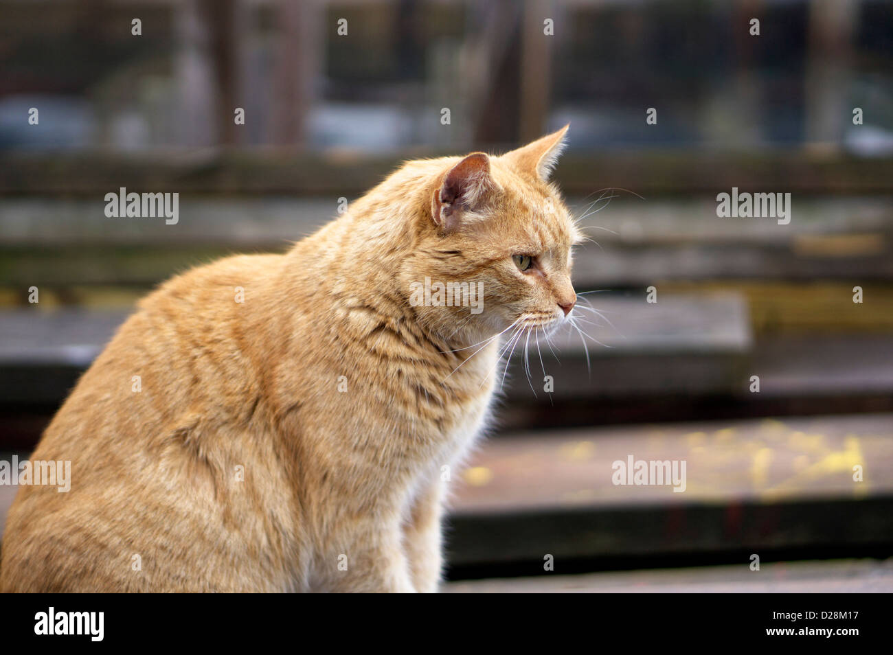 Wunderschöne golden Tabby Katze im räuberischen Modus an den Gloucester Docks an einem bewölkten Wintertag. Sein Gesicht ist scharf während Stockfoto