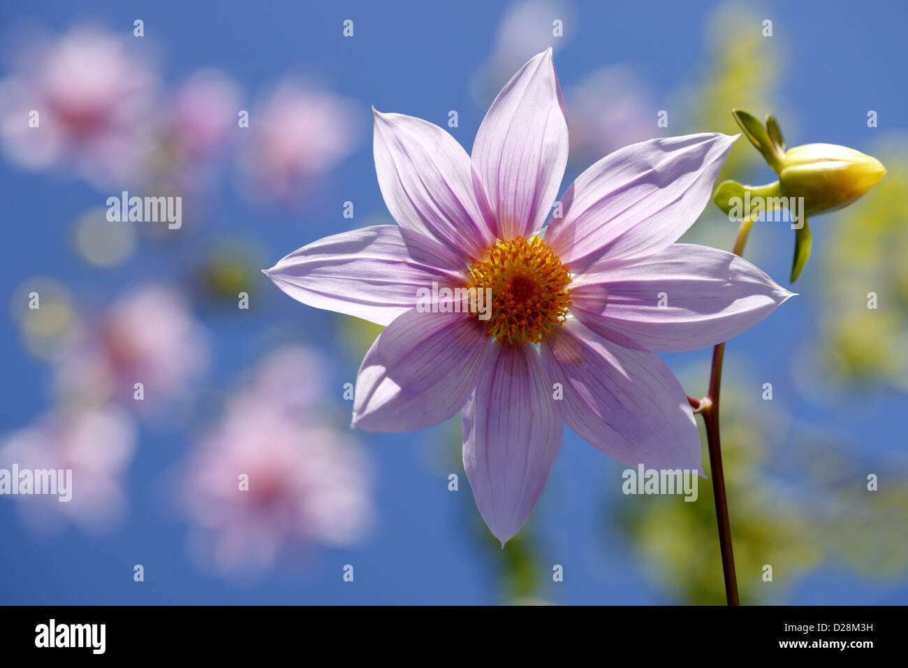 Dahlie Blume Stockfoto