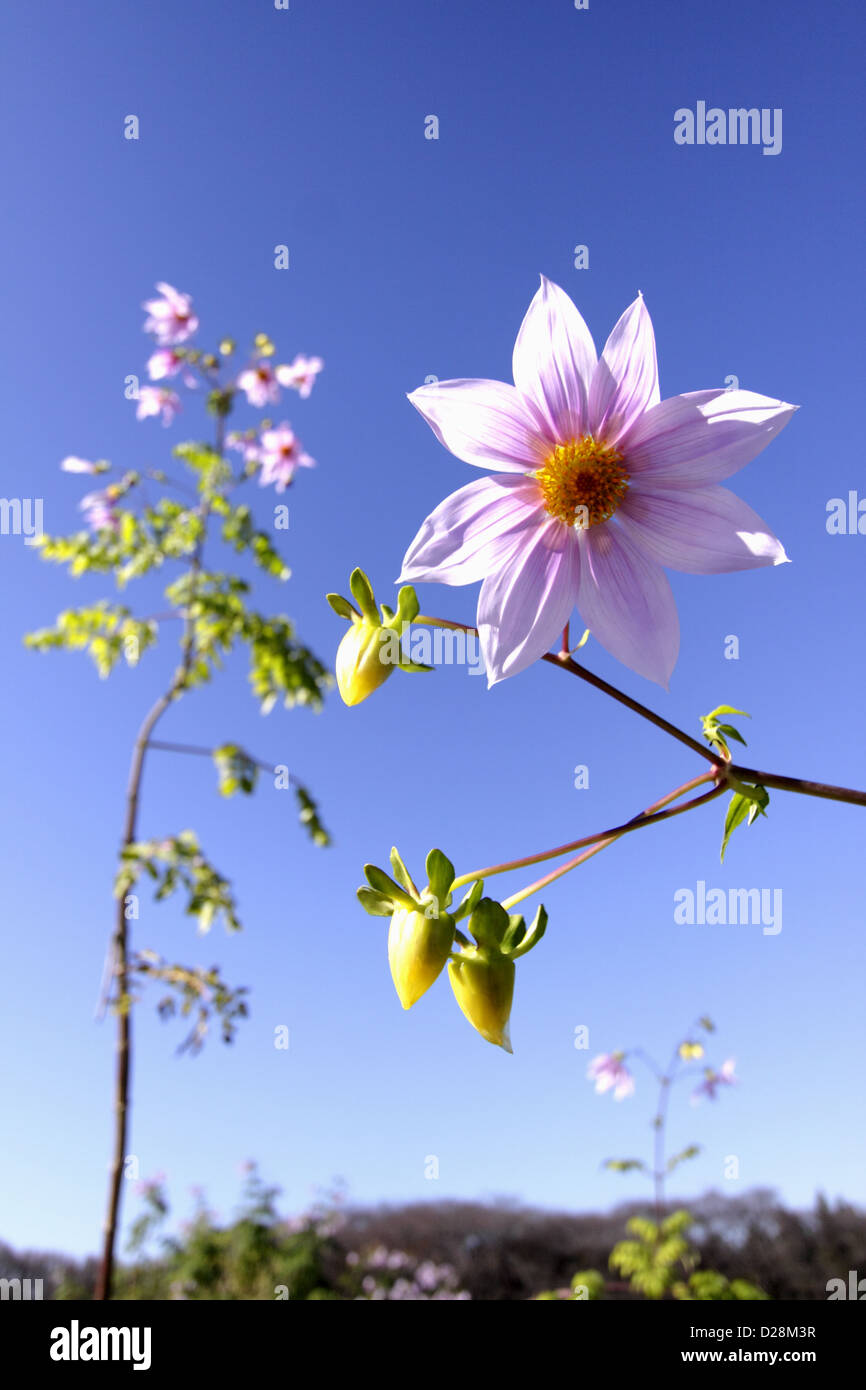 Dahlien-Blumen und blauer Himmel Stockfoto