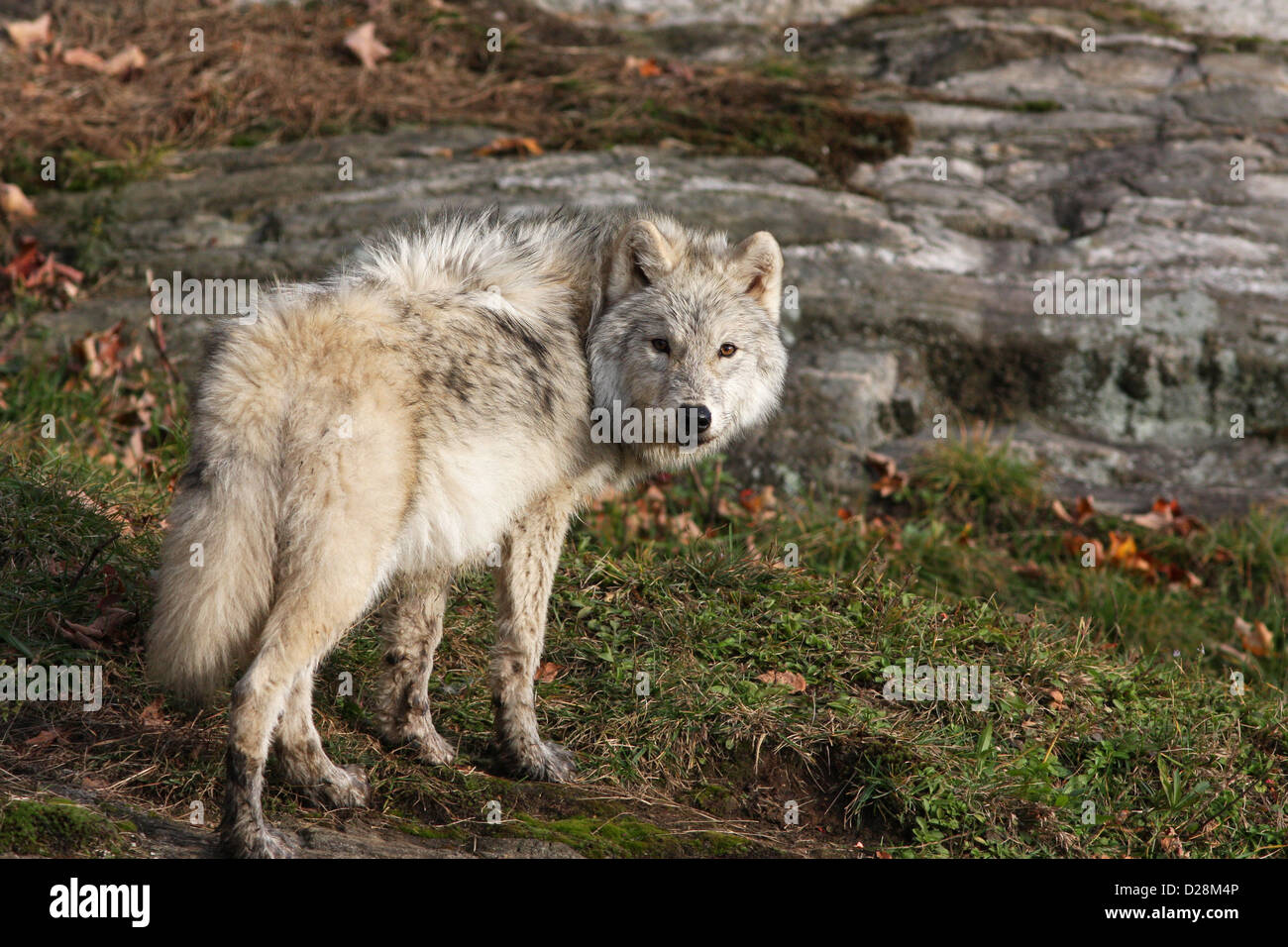 Nahaufnahme der arktischen Wolf (Canis Lupus Arctos) im Herbst Stockfoto