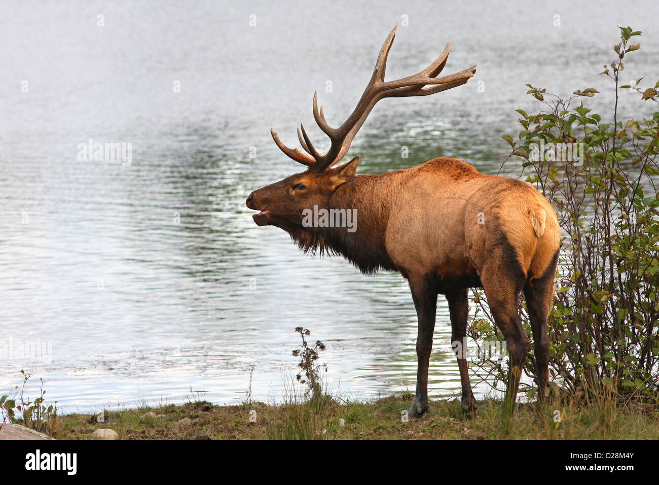 Elch, Wapiti Stier (Cervus Canadensis) im Herbst Stockfoto