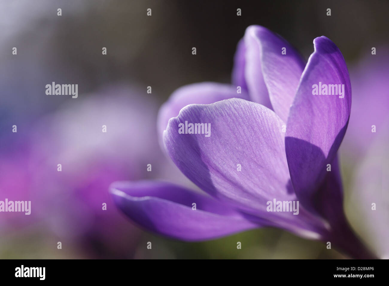 Krokus Blume Stockfoto