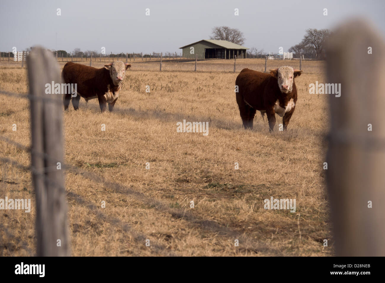 2 Kühe anstarren, die Kamera auf der Lyndon B Johnson Ranch in der Nähe von Johnson City, Texas Stockfoto