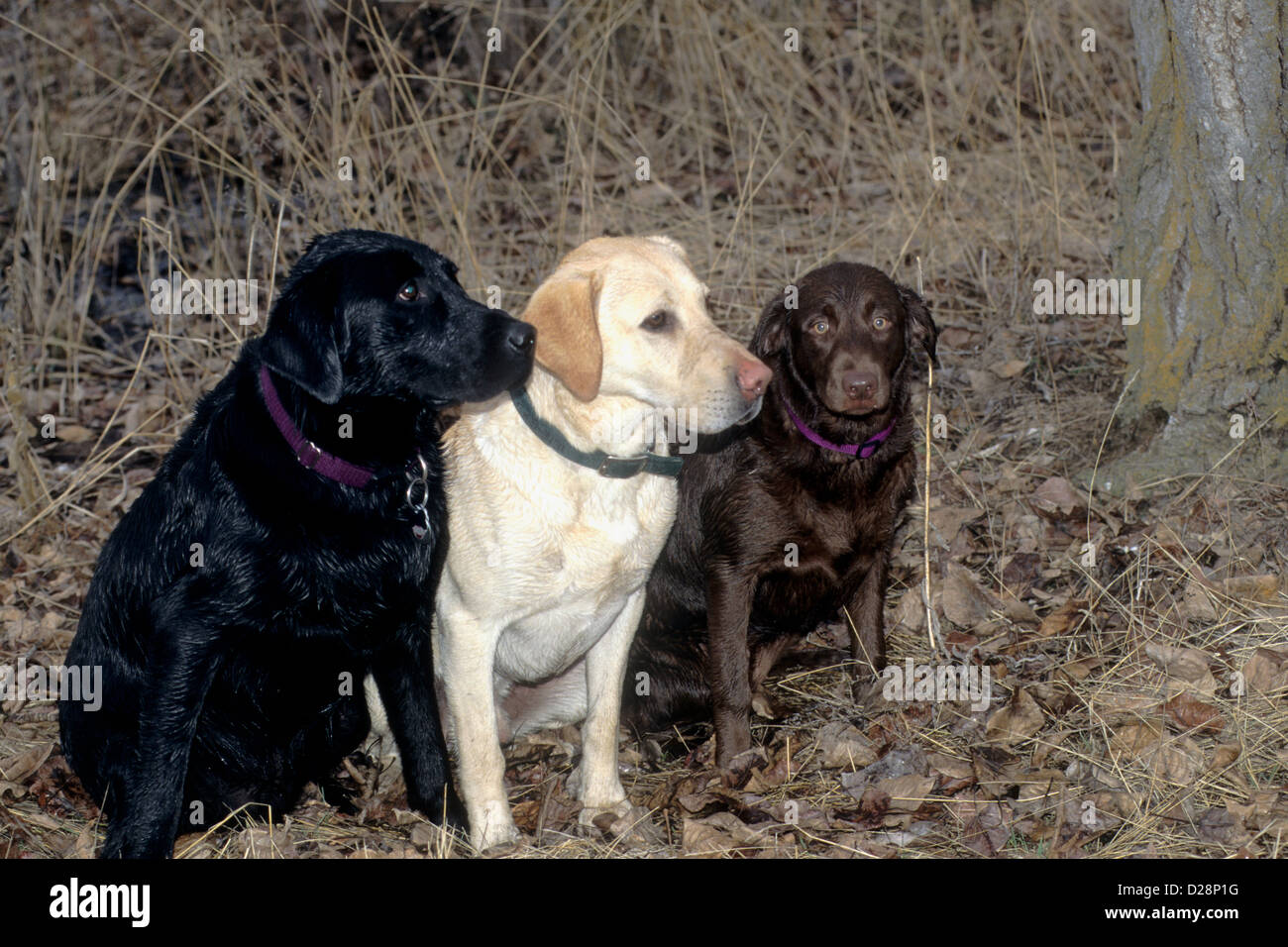 Schwarz, gelb und chocolate Labrador Retriever Stockfoto