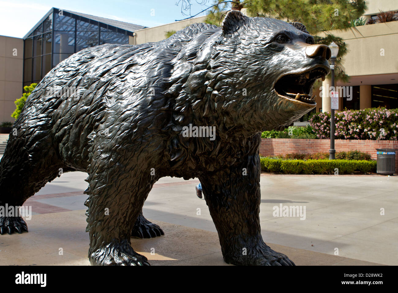 Der Bruin Bär an der University of California Los Angeles Stockfoto