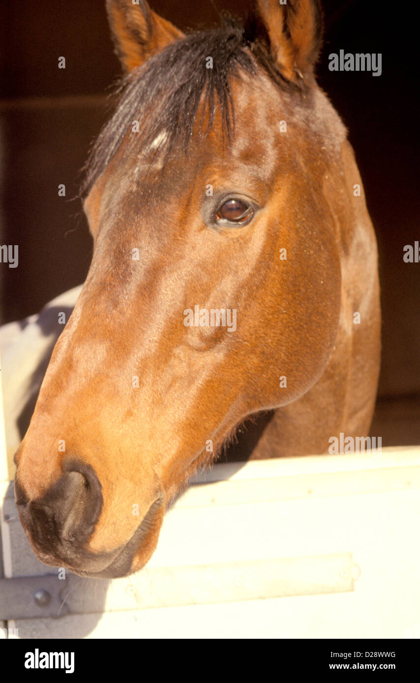 England. Newmarket. Rennpferd. Stockfoto