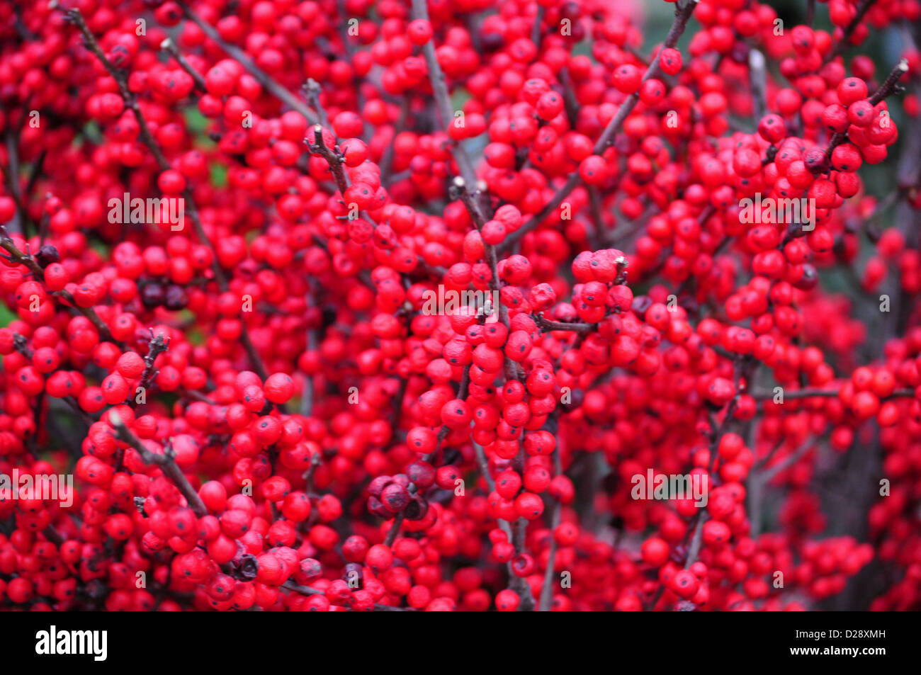 Ein Hintergrund mit leuchtend rot, Kirsche-artigen Früchte. Als Bild werden für die Wanddekoration, Geschenkverpackung, Buchcover usw. verwendet. Stockfoto