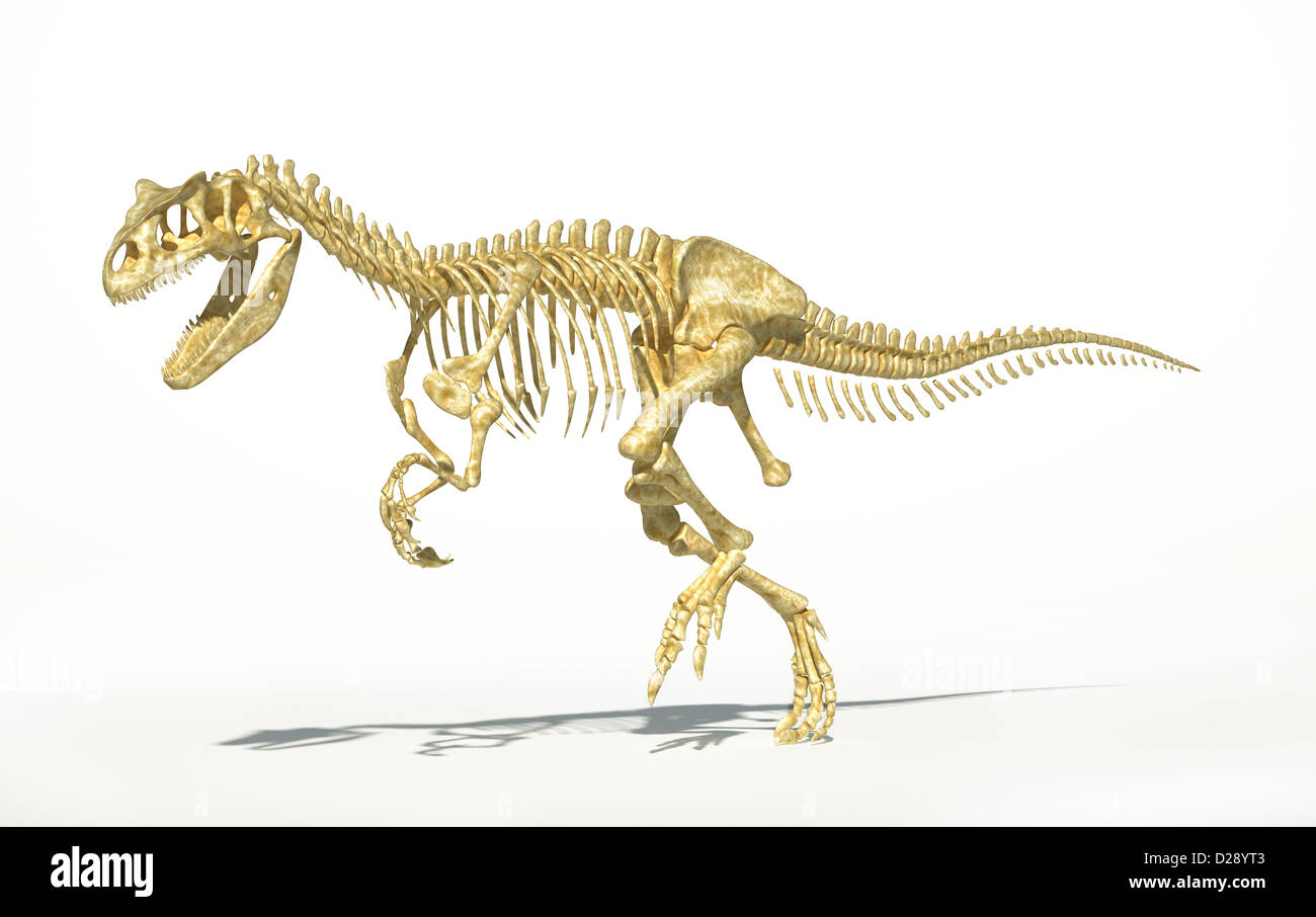 Allosaurus Dinosaurier-Skelett, fotorealistische, wissenschaftlich korrekt. Auf weißem Hintergrund mit Schlagschatten. Stockfoto