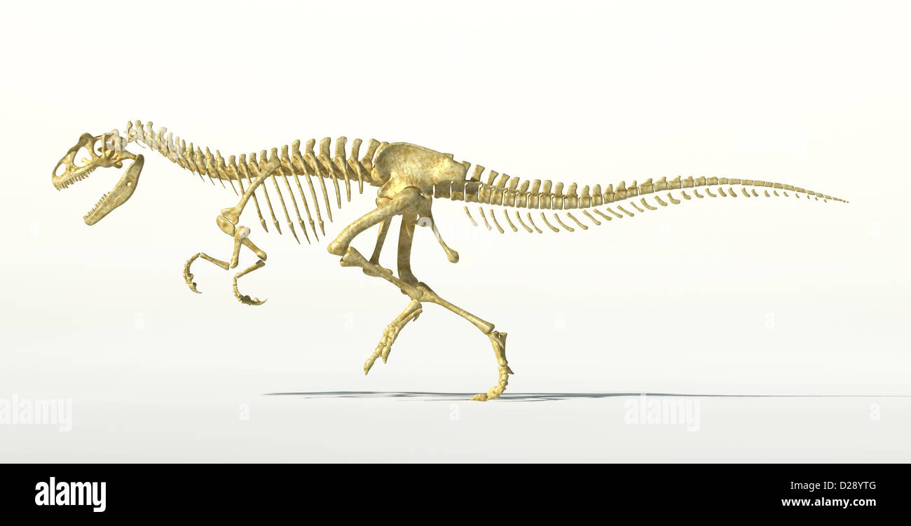 Allosaurus fotorealistische Dinosaurierskelett. Wissenschaftlich auf weißem Hintergrund und Schlagschatten mit Beschneidungspfad zu korrigieren. Stockfoto