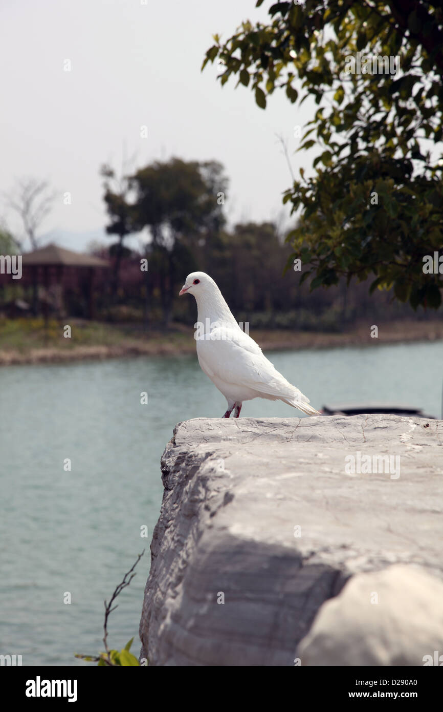 Es ist ein Foto von einer Taube, eine weiße Taube oder Vogel, der auf einem Felsen steht und schauen uns an. Es ist das Symbol des Friedens Stockfoto