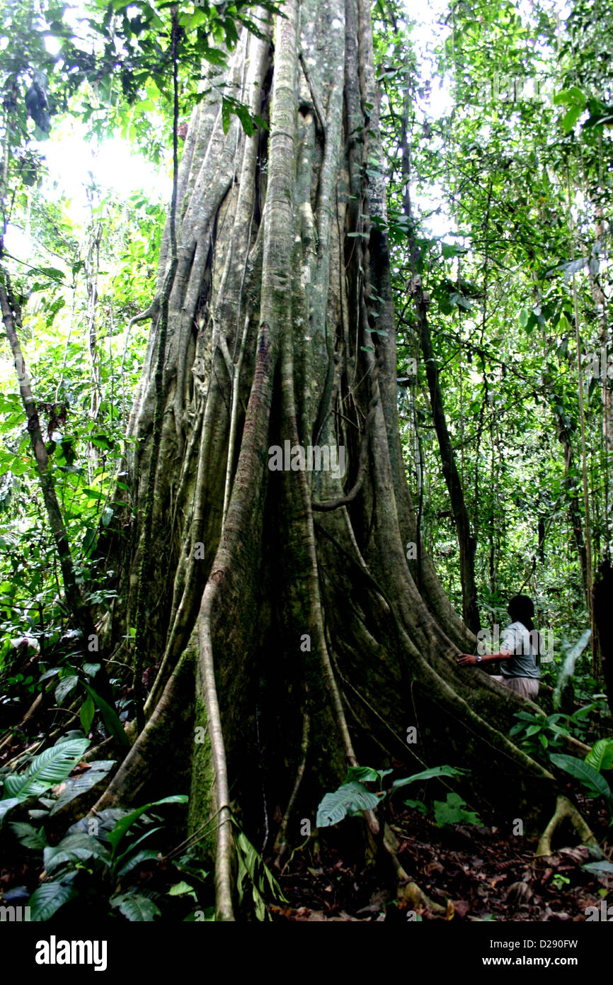 Ecuador. Kapok-Baum, heiliger Stamm der Achuar Stockfoto