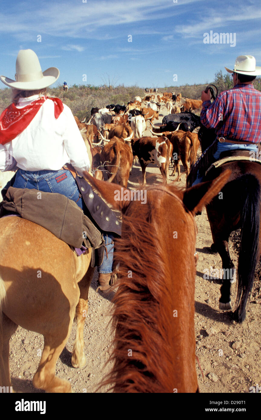 West Texas. Almabtrieb. Big Bend State Park. Stockfoto