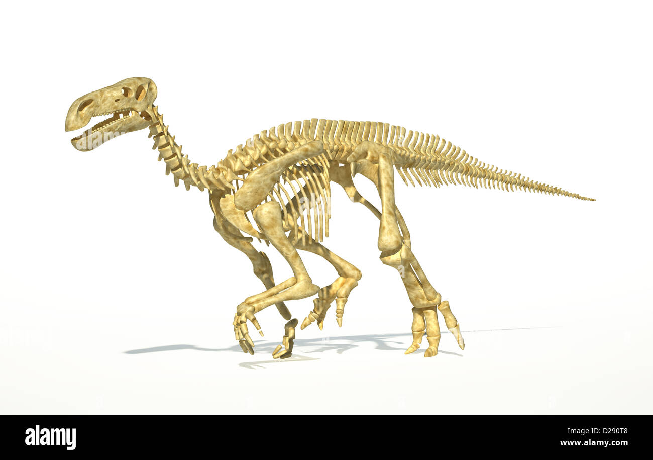 Iguanodon vollständige Dinosaurierskelett fotorealistische und wissenschaftlich korrekt, perspektivische Ansicht. Auf weißem Hintergrund mit Drop sha Stockfoto