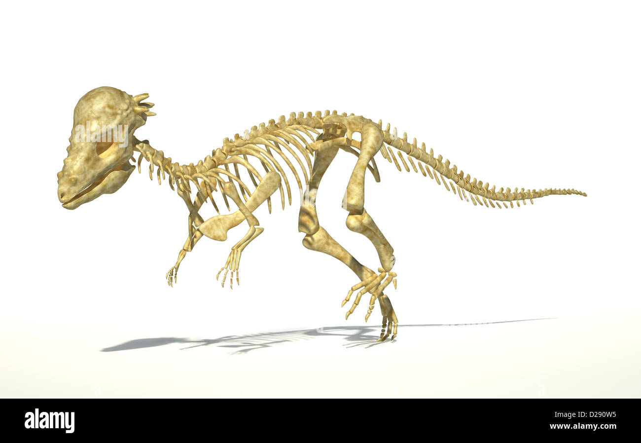 Pachycephalosaurus Dinosaurier, volle fotorealistische Skelett, wissenschaftlich korrekt. Perspektivische Ansicht. Auf weißem Hintergrund. Stockfoto