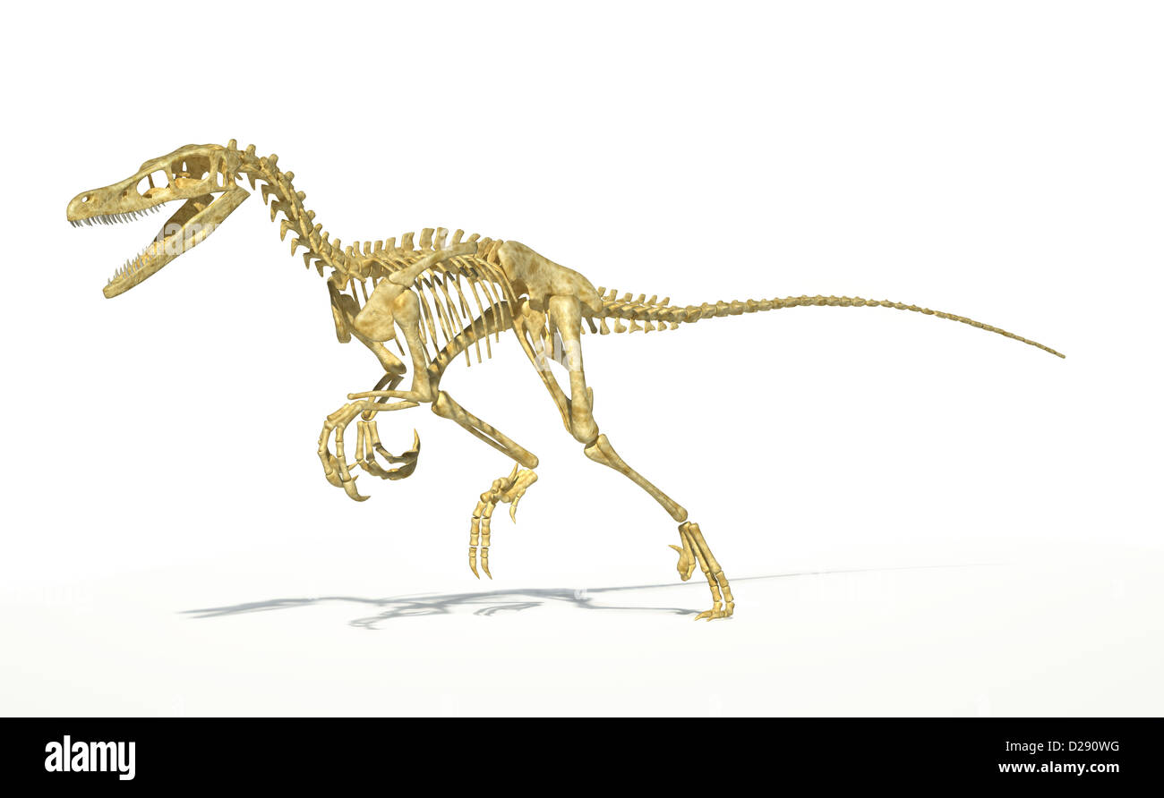 Velociraptor Dinosaurier, vollständige Skelett wissenschaftlich korrekt, mit Schlagschatten auf weißem Hintergrund. Clipping-Pfad enthalten. Stockfoto