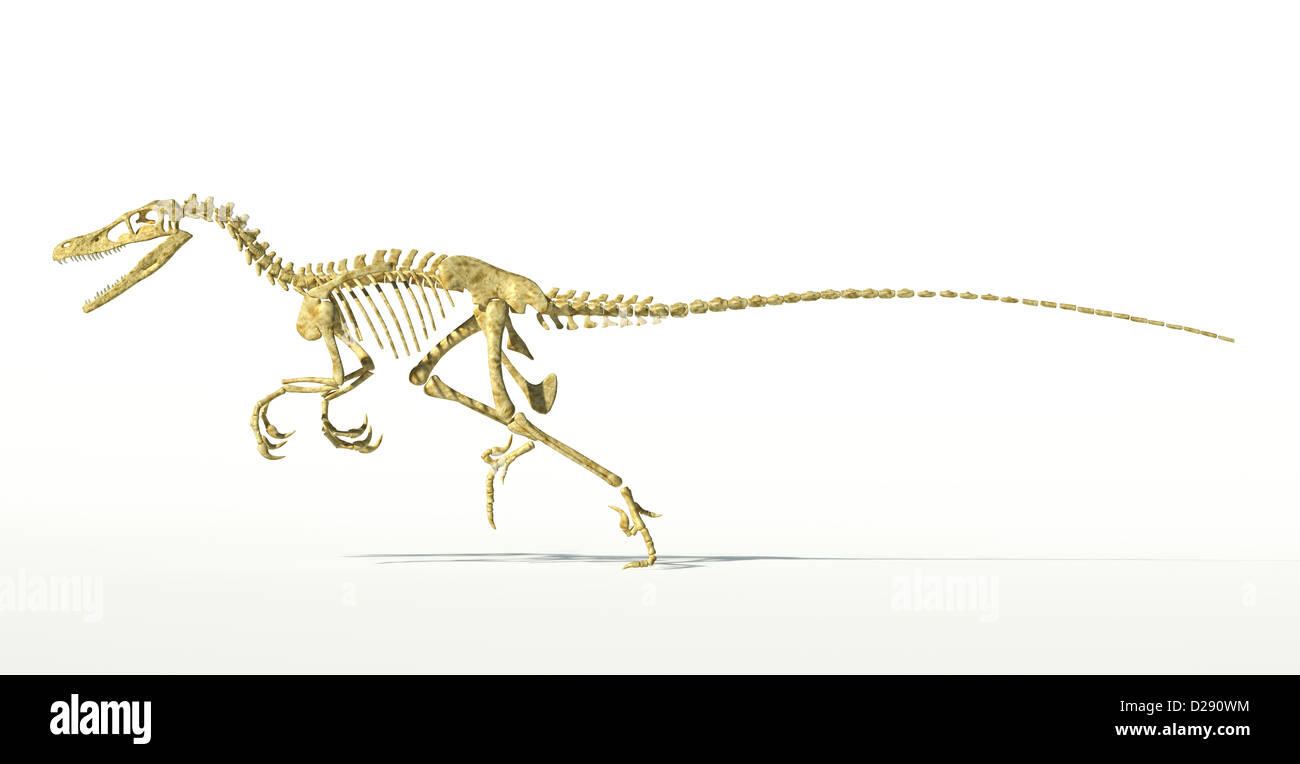 Velociraptor Dinosaurier, Skelett wissenschaftlich korrekt, seitliche Ansicht mit Schlagschatten auf weißem Hintergrund. Clipping-Pfad enthalten. Stockfoto