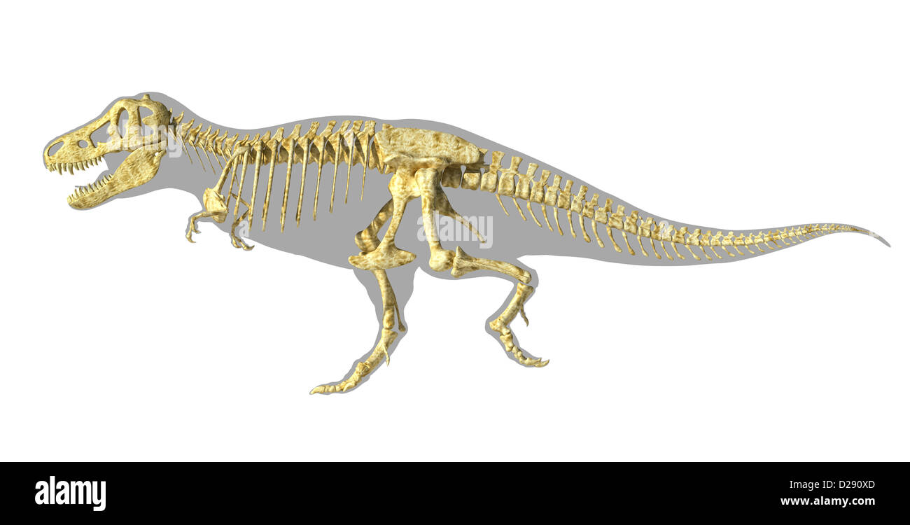 T-Rex Dinosaurier fotorealistische vollständige Skelett, wissenschaftlich korrekt. Seitenansicht mit Körpersilhouette. Clipping-Pfad enthalten. Stockfoto