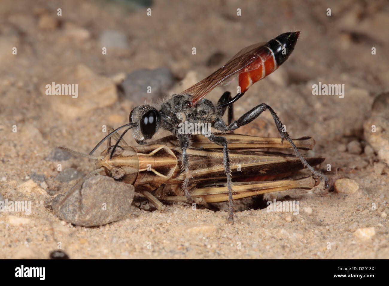 Weibliche Digger Wespe (Prionyx Kirbii) mit gelähmten Heuschrecke Beute. Stockfoto