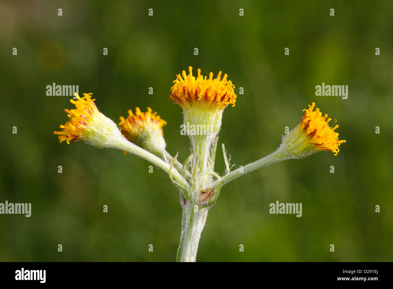 Blumen von Rayless Schweizer Kreuzkraut (Tephroseris [Senecio] Helenitis var. Discoidea). Ariege Pyrenäen, Frankreich. Juni Stockfoto