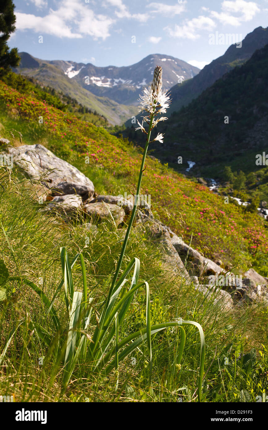 Weiße Asphodel (Asphodelus Albus) blüht in Gebirgs-Lebensraum. Ariege Pyrenäen, Frankreich. Juni Stockfoto