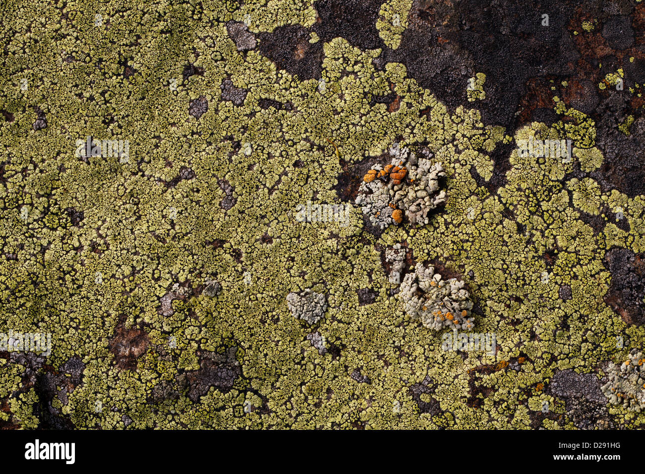 Flechten von mehreren Arten auf einer Felsoberfläche. Porté-Puymorens, Pyrénées-Orientales, Frankreich. Juni. Stockfoto